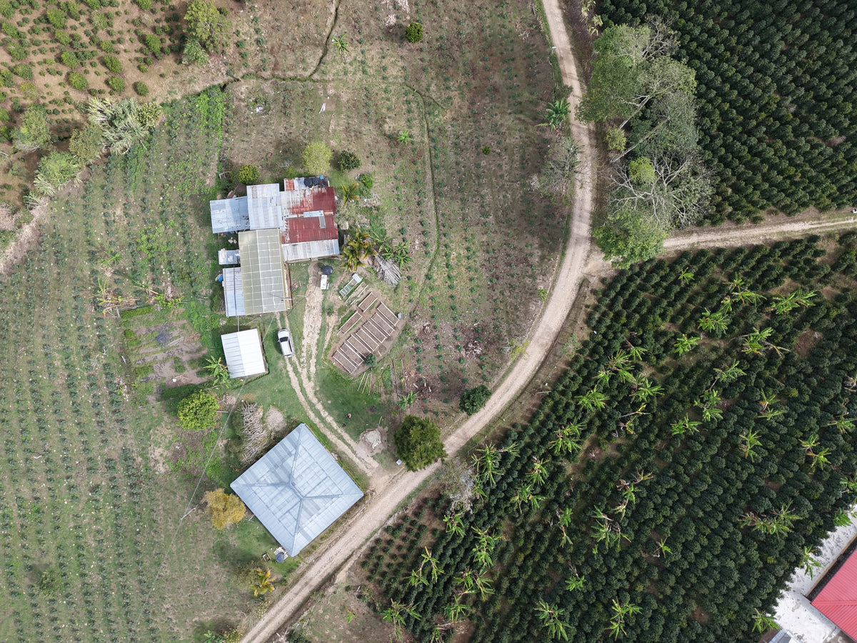 Finca La Primavera / Catimor