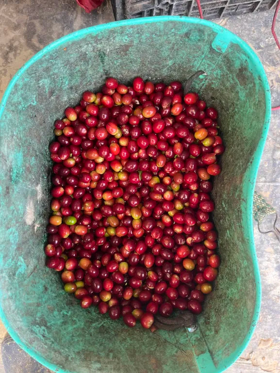 A large green tub filled with many small red coffee cherries on a concrete floor.